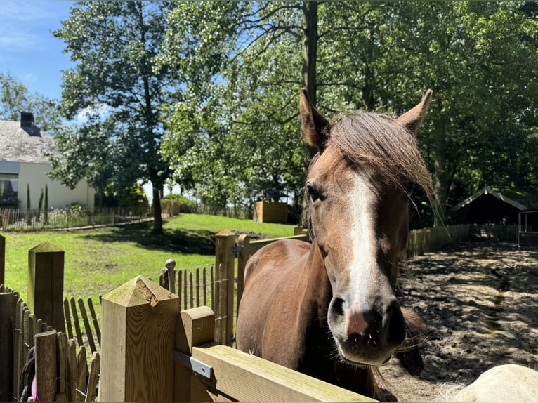 NMPRS Mare 3 years 16 hh Gray in Noordwelle