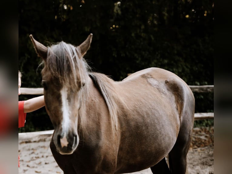 NMPRS Mare 3 years 16 hh Gray in Noordwelle