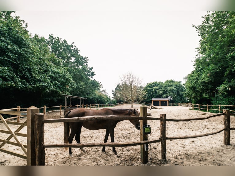 NMPRS Mare 3 years 16 hh Gray in Noordwelle