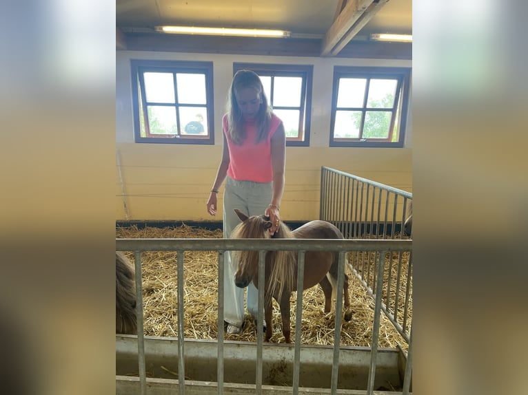 NMPRS Mare 4 years 8.1 hh Chestnut-Red in Kaulille
