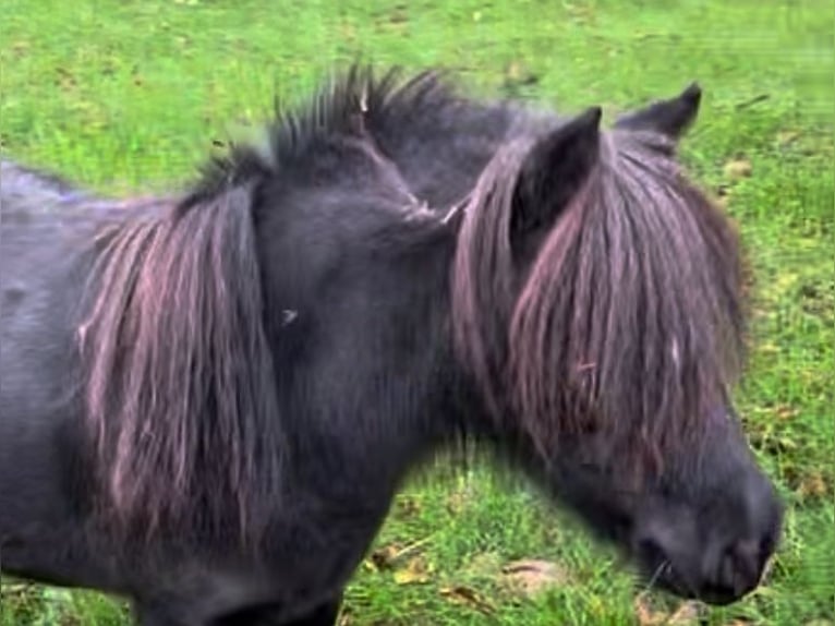 NMPRS Mare 6 years 7,3 hh Black in Alphen