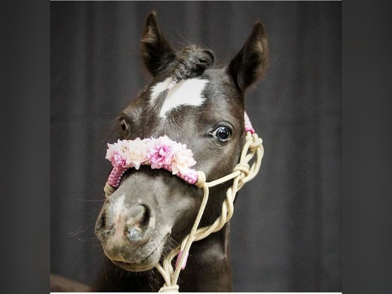 NMPRS Mare 7 years 9 hh Buckskin in Weilheim an der Teck