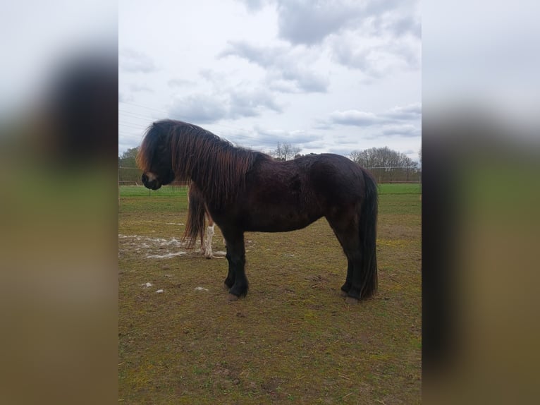 NMPRS Mare 8 years 9.1 hh Bay-Dark in Balen