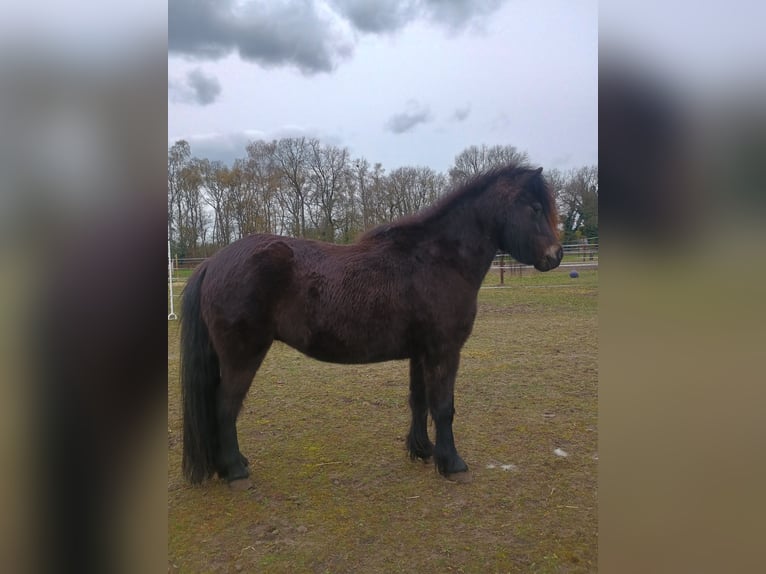 NMPRS Mare 8 years 9.1 hh Bay-Dark in Balen