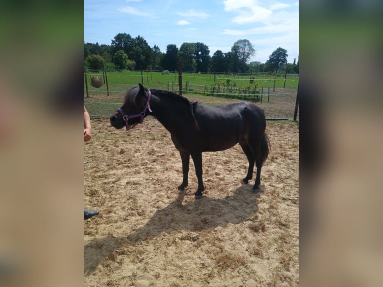 NMPRS Mare 8 years 9.1 hh Bay-Dark in Balen