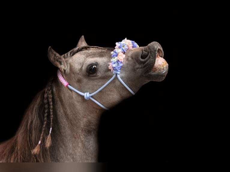 NMPRS Mare 8 years 9 hh Buckskin in Weilheim an der Teck