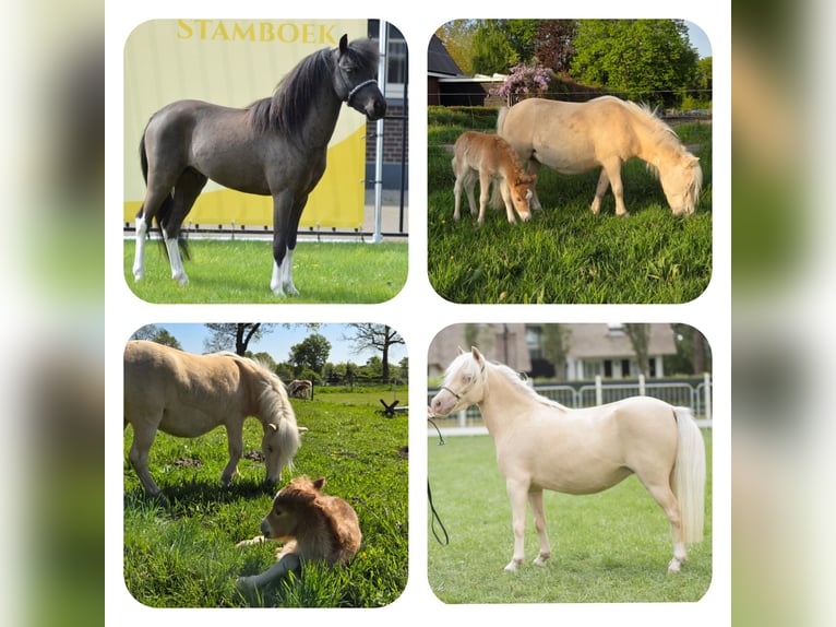 NMPRS Mare 9 years 9,1 hh Champagne in Borculo