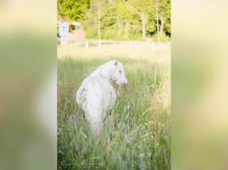 NMPRS Mare 9 years 9,1 hh Champagne in Borculo