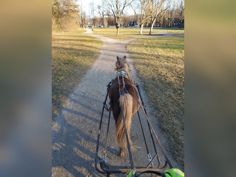 NMPRS Merrie 12 Jaar 95 cm Donkere-vos in Villach