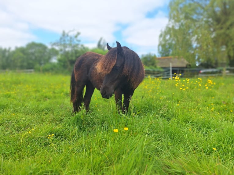 NMPRS Merrie 1 Jaar 85 cm Zwart in Berkel en Rodenrijs