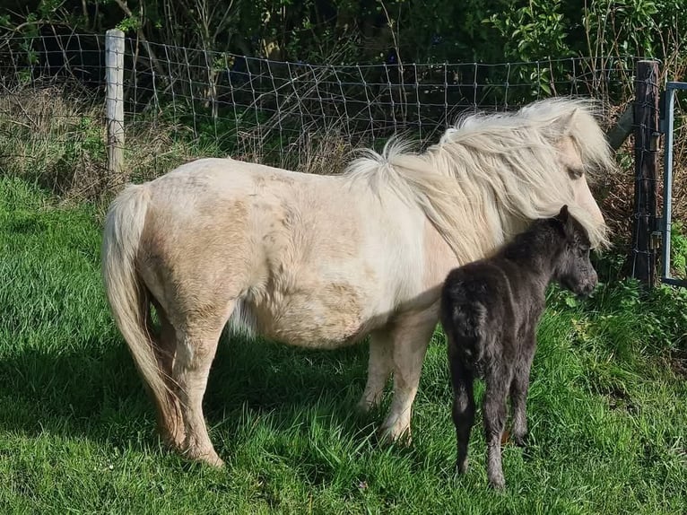 NMPRS Merrie 1 Jaar 85 cm Zwart in Berkel en Rodenrijs