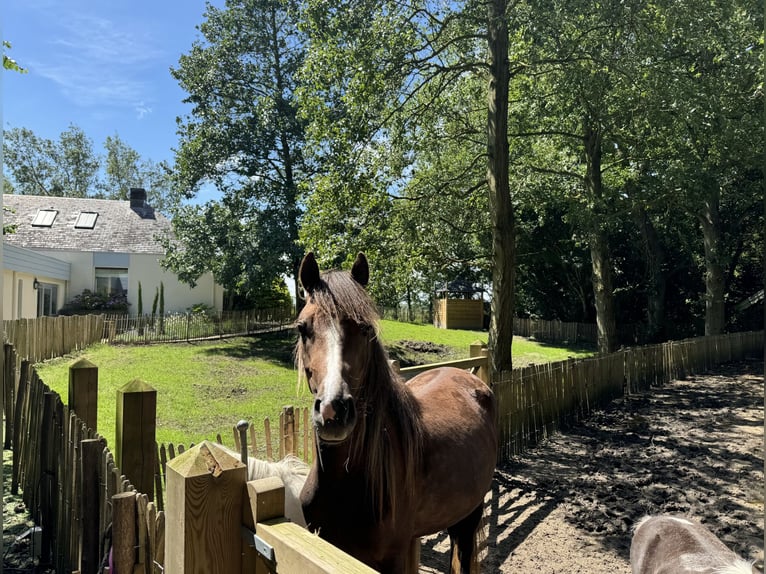 NMPRS Merrie 3 Jaar 165 cm Schimmel in Noordwelle
