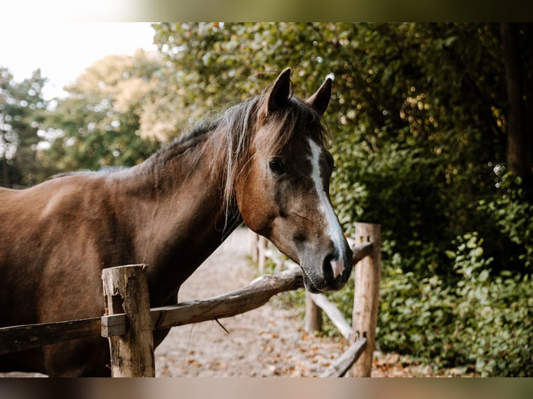 NMPRS Merrie 3 Jaar 165 cm Schimmel in Noordwelle