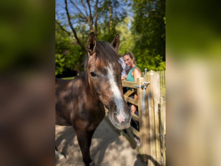 NMPRS Merrie 3 Jaar 165 cm Schimmel in Noordwelle