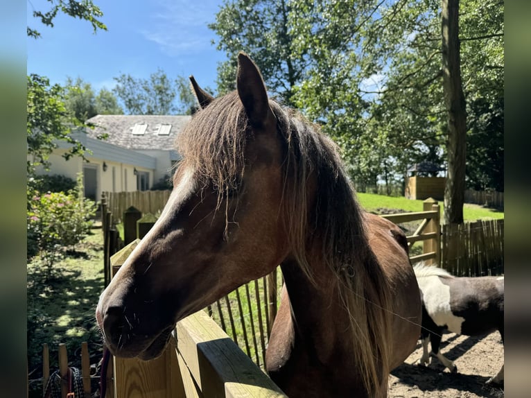 NMPRS Merrie 3 Jaar 165 cm Schimmel in Noordwelle