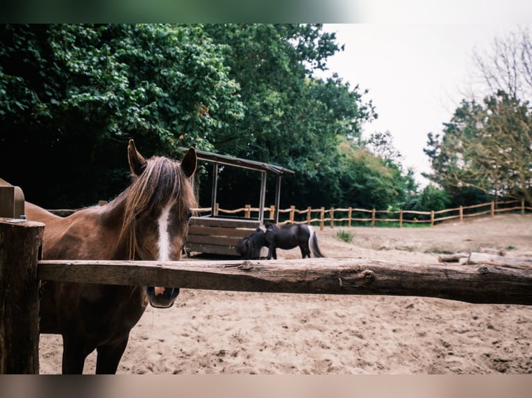 NMPRS Merrie 3 Jaar 165 cm Schimmel in Noordwelle