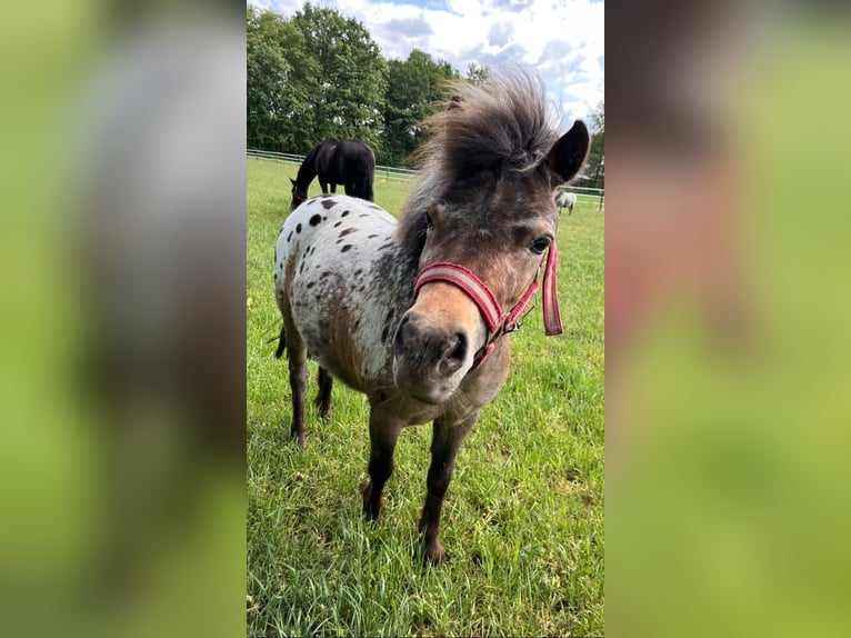 NMPRS Mix Merrie 3 Jaar 96 cm in Geeste