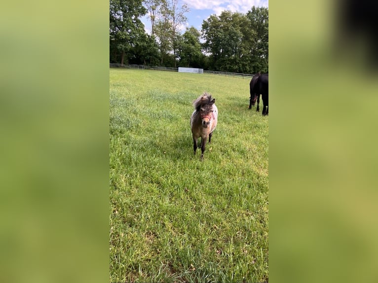 NMPRS Mix Merrie 3 Jaar 96 cm in Geeste