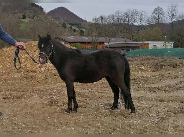 NMPRS Merrie 7 Jaar 93 cm Buckskin in Weilheim an der Teck