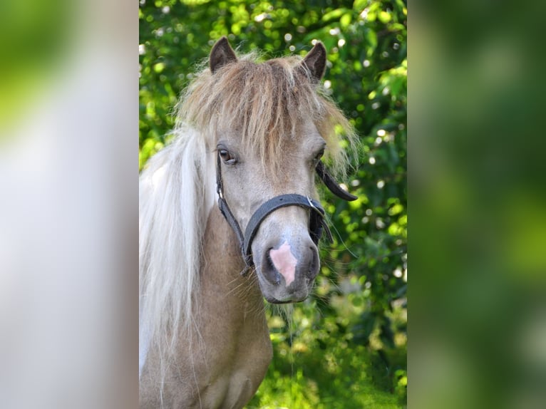 NMPRS Merrie 7 Jaar 93 cm Buckskin in Weilheim an der Teck