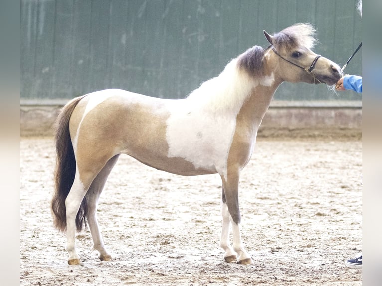 NMPRS Merrie 7 Jaar 93 cm Buckskin in Weilheim an der Teck