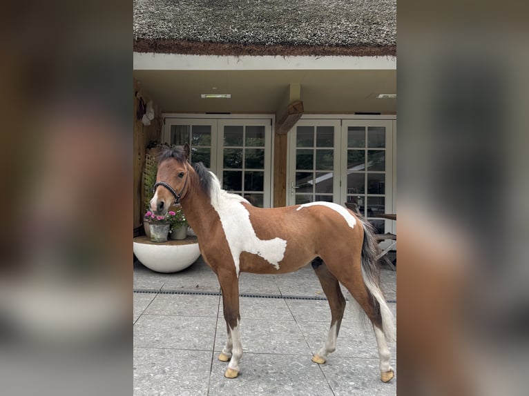 NMPRS Ogier 1 Rok 95 cm Tobiano wszelkich maści in Nieuwleusen