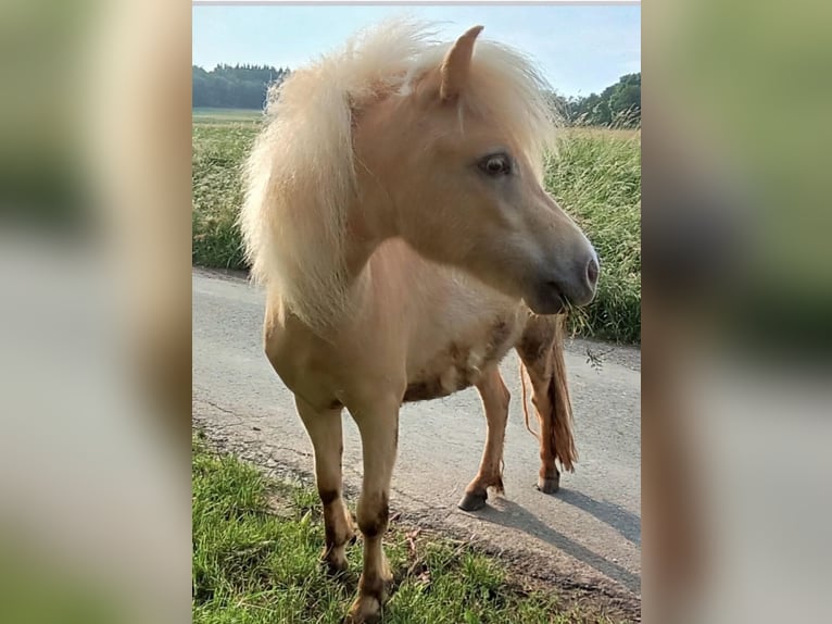 NMPRS Ogier 4 lat Szampańska in Wetzlar