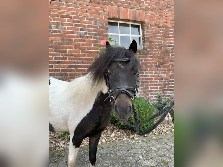 NMPRS Ruin 10 Jaar Gevlekt-paard in Freren