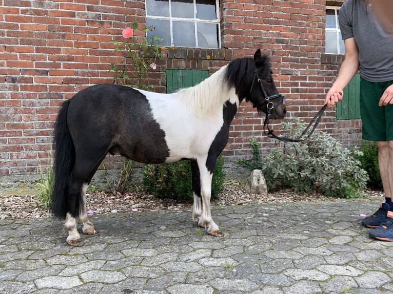 NMPRS Ruin 10 Jaar Gevlekt-paard in Freren