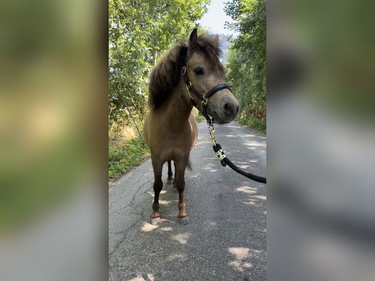 NMPRS Ruin 3 Jaar 80 cm Roodbruin in 's-Gravenhage