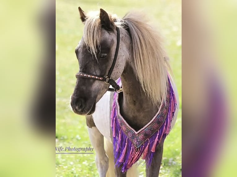 NMPRS Ruin 3 Jaar 92 cm Tobiano-alle-kleuren in Heemskerk
