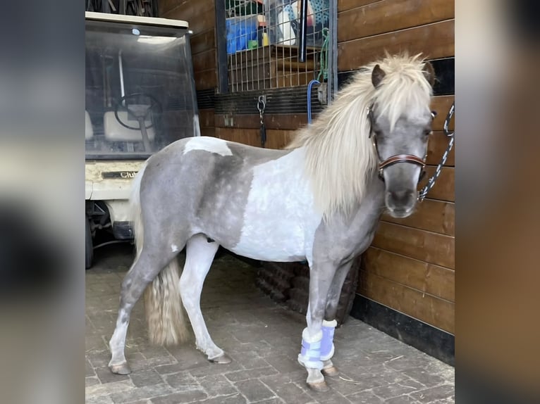 NMPRS Ruin 3 Jaar 92 cm Tobiano-alle-kleuren in Heemskerk