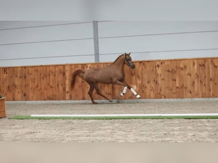 NMPRS Ruin 4 Jaar 144 cm Vos in Maldegem