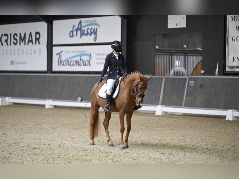 NMPRS Ruin 4 Jaar 144 cm Vos in Maldegem