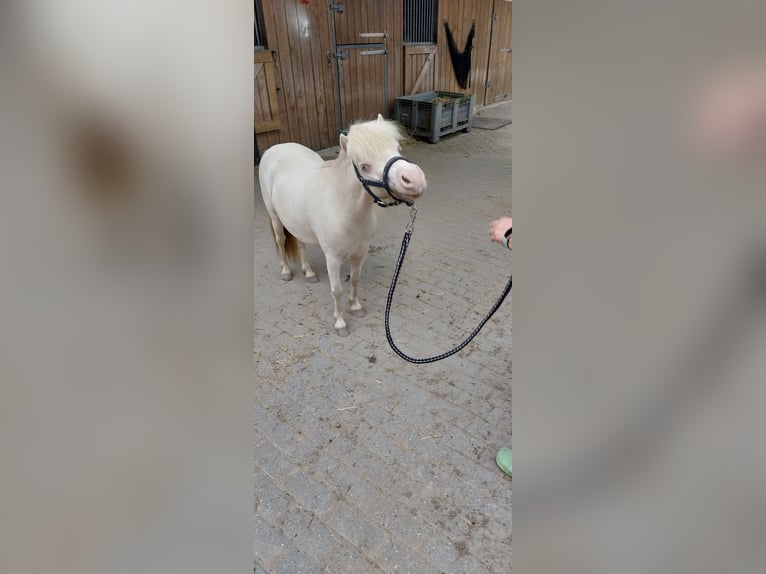 NMPRS Ruin 4 Jaar Cremello in Almere