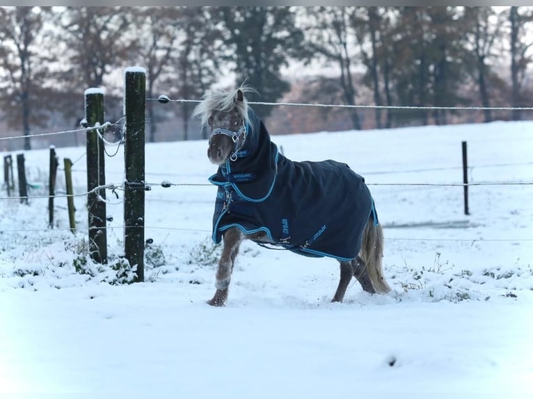 NMPRS Ruin 5 Jaar 99 cm Gevlekt-paard in Aalten