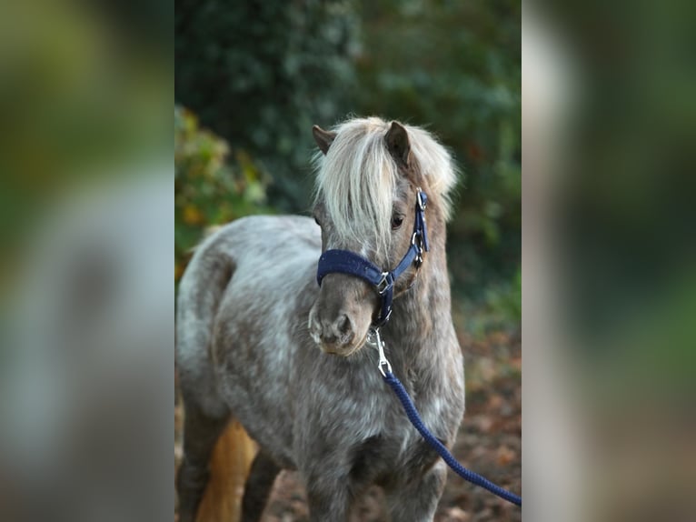 NMPRS Ruin 5 Jaar 99 cm Gevlekt-paard in Aalten