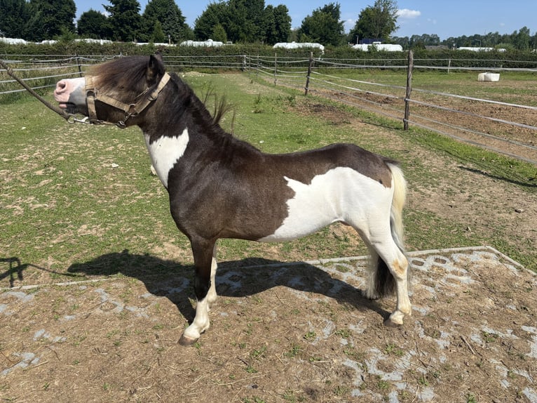 NMPRS Semental 3 años 102 cm in Schin op Geul