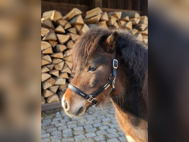 NMPRS Semental 4 años Champán in Wetzlar