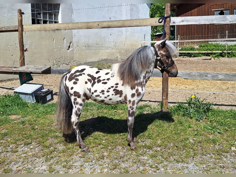 NMPRS Stallion 1 year 8 hh Leopard-Piebald in Schemmerhofen NMPRS Stallion 1 year 8 hh Leopard-Piebald in Schemmerhofen