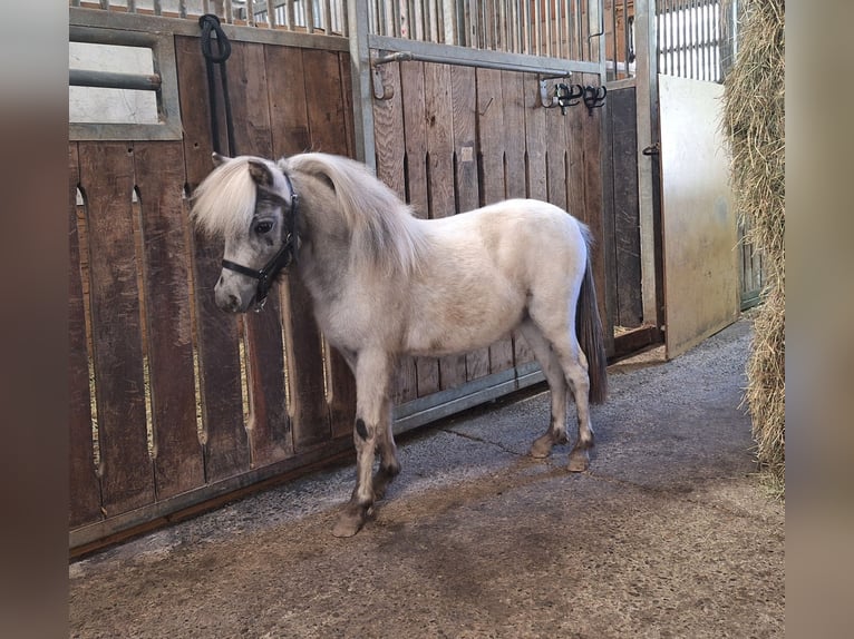 NMPRS Stallion 1 year 8 hh Leopard-Piebald in Schemmerhofen