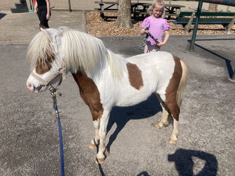 NMPRS Stallion 1 year 8,3 hh Brown in Werkhoven