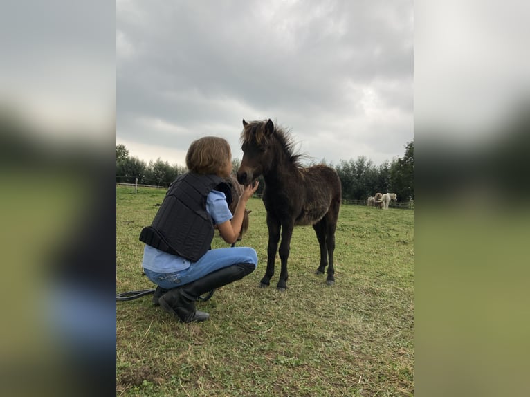 NMPRS Stallion 1 year 8,3 hh Brown in Werkhoven
