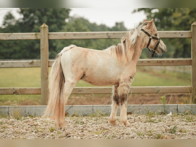 NMPRS Stallion 1 year Pinto in Meldert