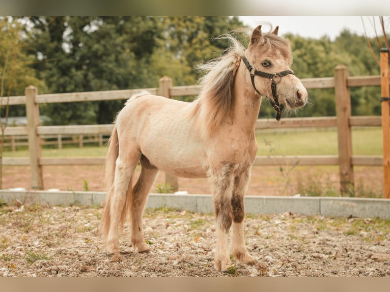 NMPRS Stallion 1 year Pinto in Meldert