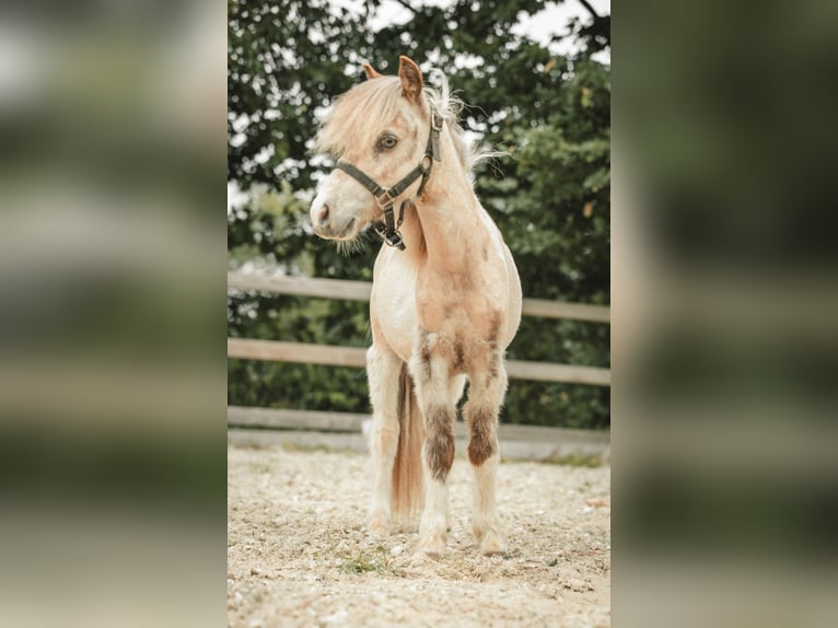 NMPRS Stallion 1 year Pinto in Meldert