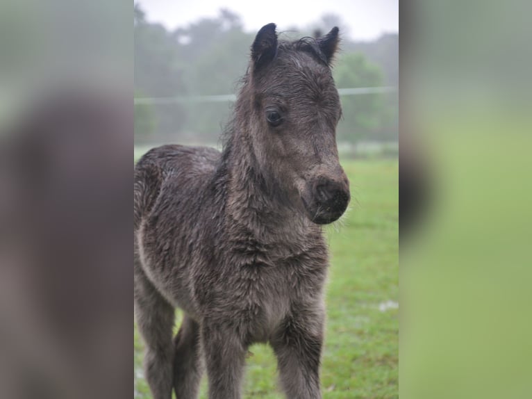 NMPRS Stallion 2 years 9,1 hh Smoky-Black in Balen