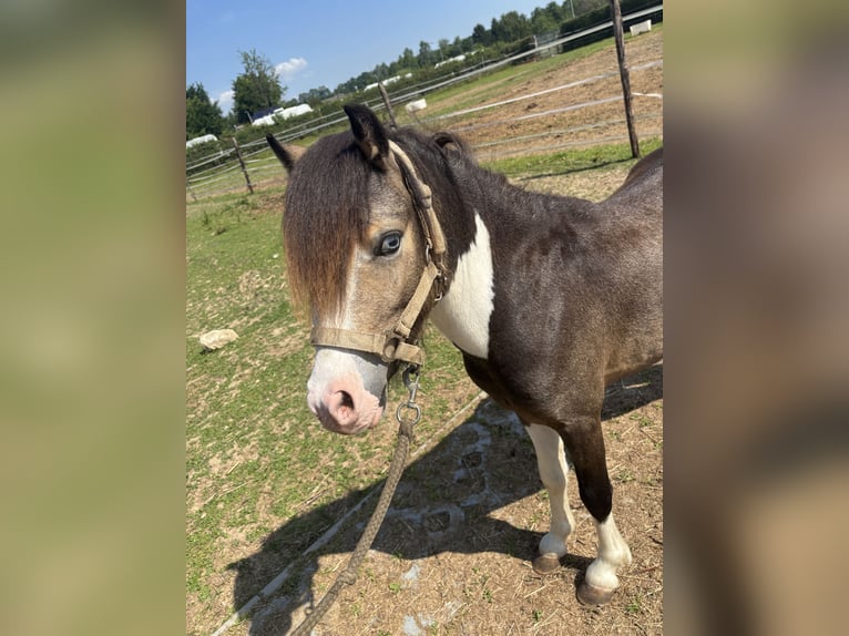 NMPRS Stallion 3 years 10 hh in Schin op Geul