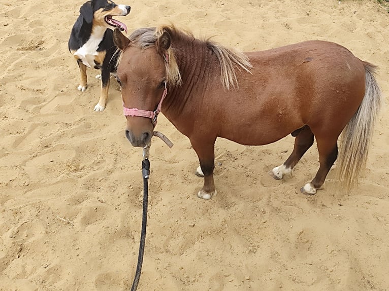 NMPRS Mix Stallion 3 years 6.2 hh Chestnut in Ostbevern