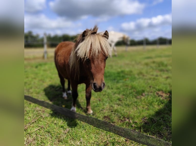 NMPRS Mix Stallion 3 years 6,2 hh Chestnut in Ostbevern